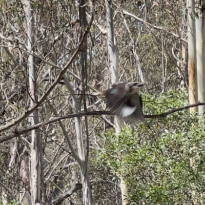 Dacelo novaeguineae (Laughing Kookaburra) at Paddys River, ACT - 26 Jan 2023 by JimL