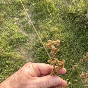 Juncus sarophorus at Aranda, ACT - 26 Jan 2023