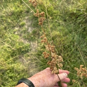 Juncus sarophorus at Aranda, ACT - 26 Jan 2023