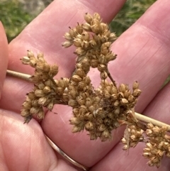 Juncus sarophorus at Aranda, ACT - 26 Jan 2023