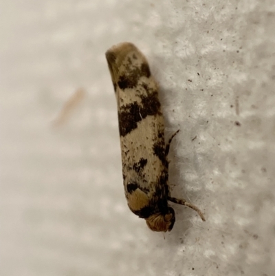 Prays parilis (Lemon Bud Moth) at Jerrabomberra, NSW - 23 Jan 2023 by SteveBorkowskis