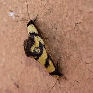 Olbonoma triptycha at Jerrabomberra, NSW - 26 Jan 2023