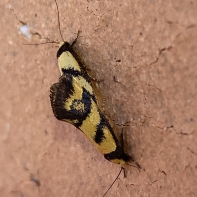 Olbonoma triptycha (Chezela Group) at Jerrabomberra, NSW - 25 Jan 2023 by Steve_Bok