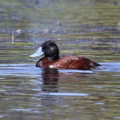 Oxyura australis (Blue-billed Duck) at Isabella Plains, ACT - 26 Jan 2023 by RodDeb