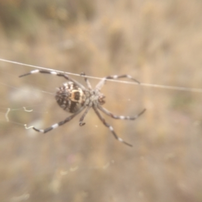 Backobourkia sp. (genus) (An orb weaver) at Cooma, NSW - 26 Jan 2023 by mahargiani