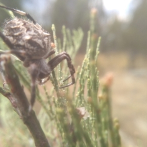 Backobourkia sp. (genus) at Cooma, NSW - 26 Jan 2023