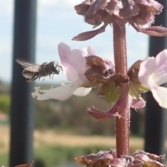 Lasioglossum (Chilalictus) sp. (genus & subgenus) (Halictid bee) at Dunlop, ACT - 26 Jan 2023 by JR