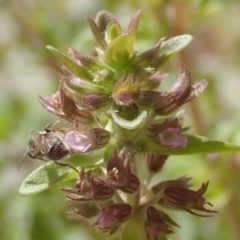 Lasioglossum (Homalictus) urbanum (Furrow Bee) at Dunlop, ACT - 26 Jan 2023 by JR