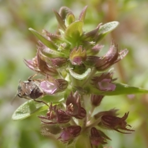 Lasioglossum (Homalictus) urbanum at Dunlop, ACT - 26 Jan 2023