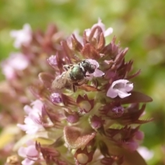 Lasioglossum (Homalictus) urbanum at Dunlop, ACT - 26 Jan 2023 04:21 PM