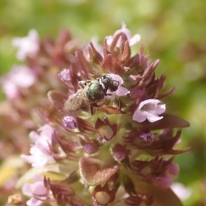 Lasioglossum (Homalictus) urbanum at Dunlop, ACT - 26 Jan 2023 04:21 PM