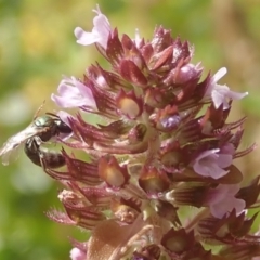 Lasioglossum (Homalictus) urbanum at Dunlop, ACT - 26 Jan 2023 04:21 PM