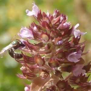 Lasioglossum (Homalictus) urbanum at Dunlop, ACT - 26 Jan 2023 04:21 PM