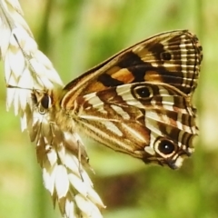 Oreixenica kershawi (Striped Xenica) at Namadgi National Park - 21 Jan 2023 by JohnBundock