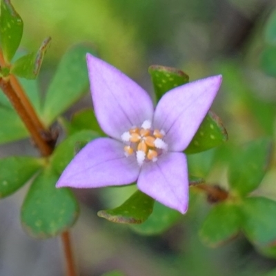 Boronia algida (Alpine Boronia) at Sassafras, NSW - 23 Jan 2023 by RobG1