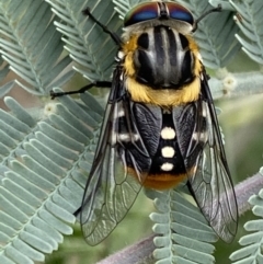 Scaptia (Scaptia) auriflua (A flower-feeding march fly) at Barton, ACT - 26 Jan 2023 by Markes
