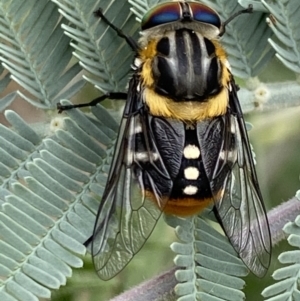 Scaptia (Scaptia) auriflua at Barton, ACT - 26 Jan 2023