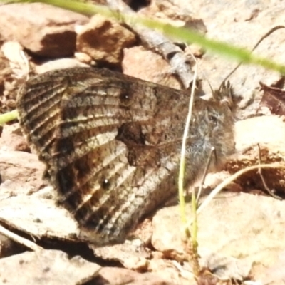 Geitoneura klugii (Marbled Xenica) at Cotter River, ACT - 21 Jan 2023 by JohnBundock