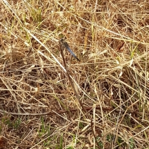 Orthetrum caledonicum at Coree, ACT - 26 Jan 2023