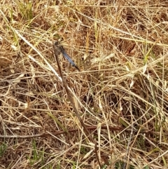 Orthetrum caledonicum at Coree, ACT - 26 Jan 2023