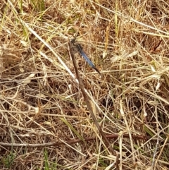 Orthetrum caledonicum at Coree, ACT - 26 Jan 2023