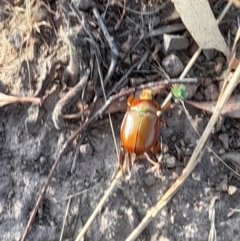 Anoplognathus montanus (Montane Christmas beetle) at Strathnairn, ACT - 26 Jan 2023 by VanceLawrence