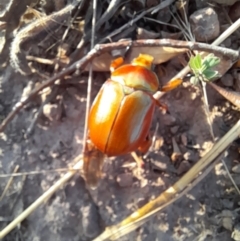 Anoplognathus montanus at Strathnairn, ACT - 26 Jan 2023