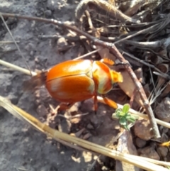 Anoplognathus montanus at Strathnairn, ACT - 26 Jan 2023