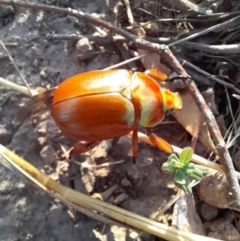 Anoplognathus montanus at Strathnairn, ACT - 26 Jan 2023 07:33 PM