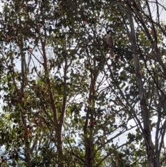 Philemon corniculatus (Noisy Friarbird) at Coree, ACT - 26 Jan 2023 by VanceLawrence