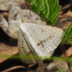 Taxeotis endela (Looper or geometer moth) at Cotter River, ACT - 21 Jan 2023 by JohnBundock