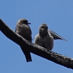 Artamus cyanopterus (Dusky Woodswallow) at Boolijah, NSW - 24 Jan 2023 by RobG1