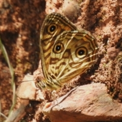 Geitoneura acantha (Ringed Xenica) at Namadgi National Park - 21 Jan 2023 by JohnBundock