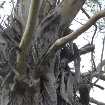 Podargus strigoides (Tawny Frogmouth) at Gang Gang at Yass River - 26 Jan 2023 by SueMcIntyre