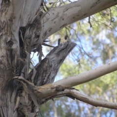 Podargus strigoides at Yass River, NSW - 26 Jan 2023