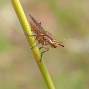 Sciomyzidae sp. (family) at Murrumbateman, NSW - 26 Jan 2023