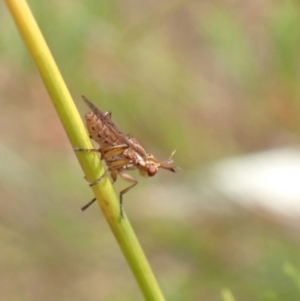 Sciomyzidae sp. (family) at Murrumbateman, NSW - 26 Jan 2023