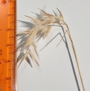 Rytidosperma laeve at Wanniassa, ACT - 26 Jan 2023