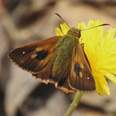 Timoconia flammeata (Bright Shield-skipper) at Cotter River, ACT - 21 Jan 2023 by JohnBundock