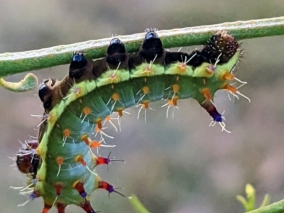 Opodiphthera eucalypti (Emperor Gum Moth) at Stromlo, ACT - 26 Jan 2023 by HelenCross