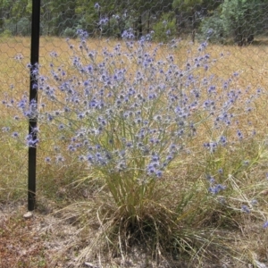 Eryngium ovinum at Yass River, NSW - 26 Jan 2023