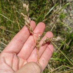 Hierochloe redolens at Cotter River, ACT - 25 Jan 2023