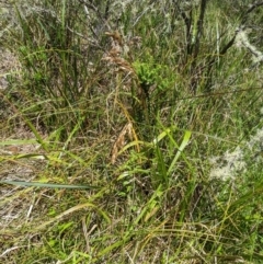 Hierochloe redolens at Cotter River, ACT - 25 Jan 2023