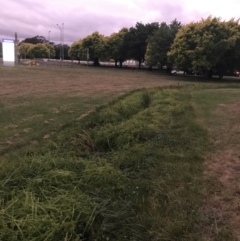 Cyperus eragrostis (Umbrella Sedge) at Garran, ACT - 3 Jan 2023 by Tapirlord