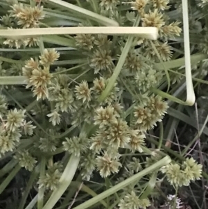 Cyperus eragrostis at Garran, ACT - 3 Jan 2023