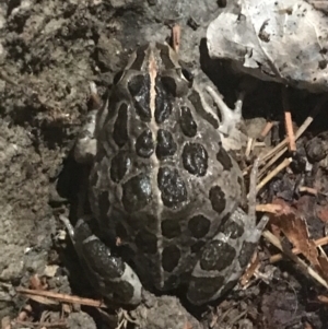 Limnodynastes tasmaniensis at Phillip, ACT - 1 Jan 2023