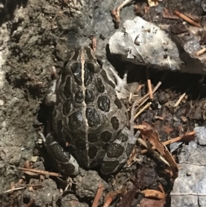 Limnodynastes tasmaniensis at Phillip, ACT - 1 Jan 2023 09:37 PM