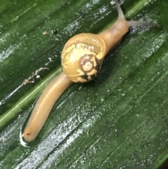 Mysticarion porrectus (Golden Semi-slug) at ANBG - 29 Dec 2022 by Tapirlord