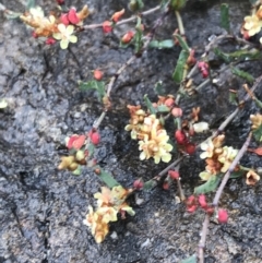 Muehlenbeckia tuggeranong (Tuggeranong Lignum) at Acton, ACT - 29 Dec 2022 by Tapirlord