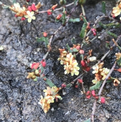 Muehlenbeckia tuggeranong (Tuggeranong Lignum) at ANBG - 29 Dec 2022 by Tapirlord